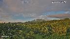 foresta1-20250728051015.jpg