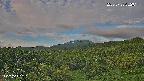 foresta1-20250728052015.jpg