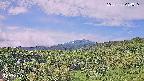 foresta1-20250728084016.jpg