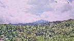 foresta1-20250728112016.jpg