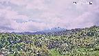 foresta1-20250728115016.jpg