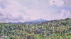 foresta1-20250728121016.jpg