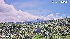 foresta1-20250728132025.jpg