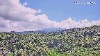 foresta1-20250728141016.jpg