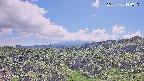 foresta1-20250728144016.jpg