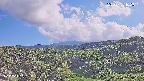 foresta1-20250728162015.jpg