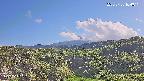 foresta1-20250728164015.jpg