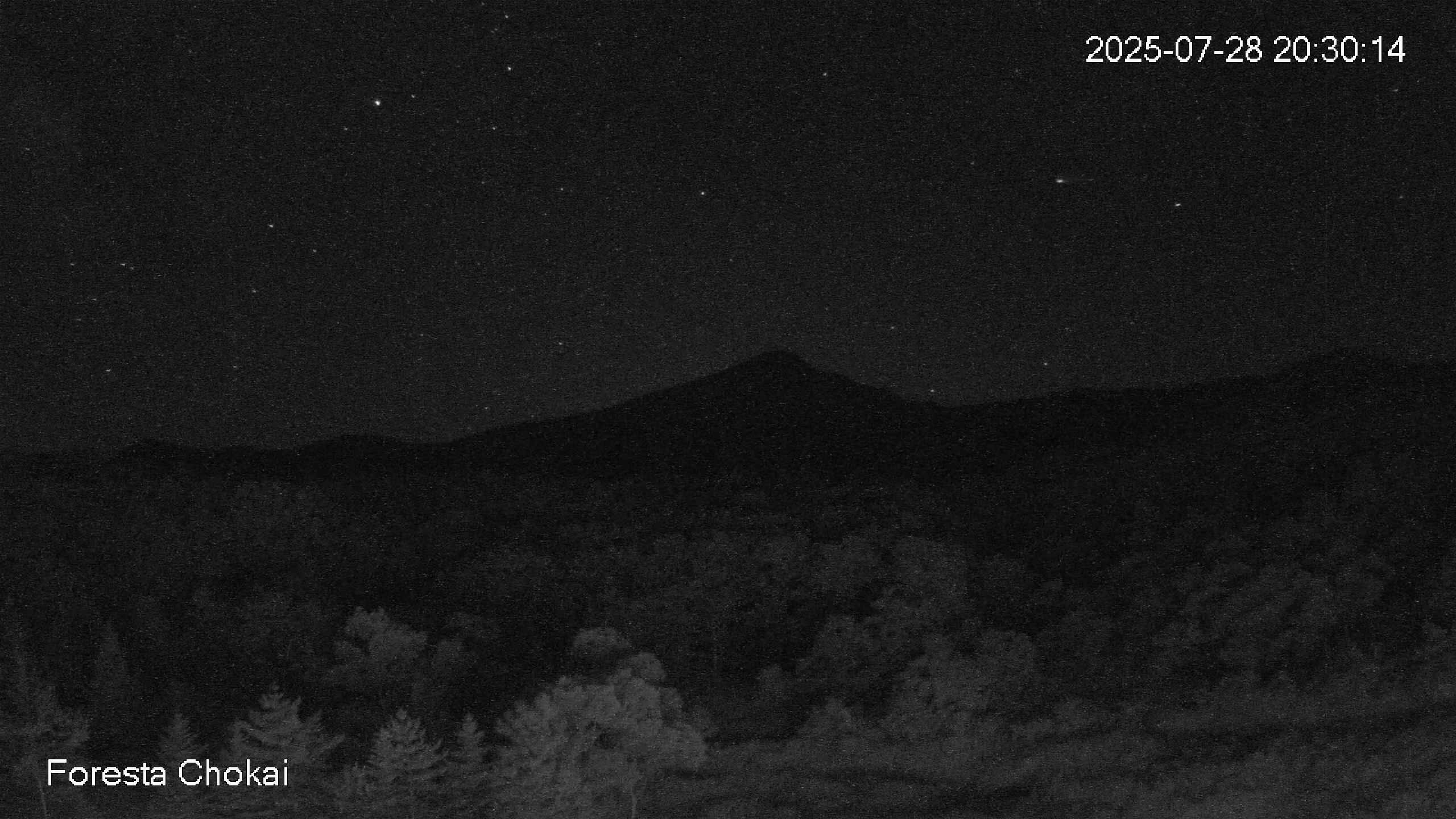 foresta1-20250728203015.jpg