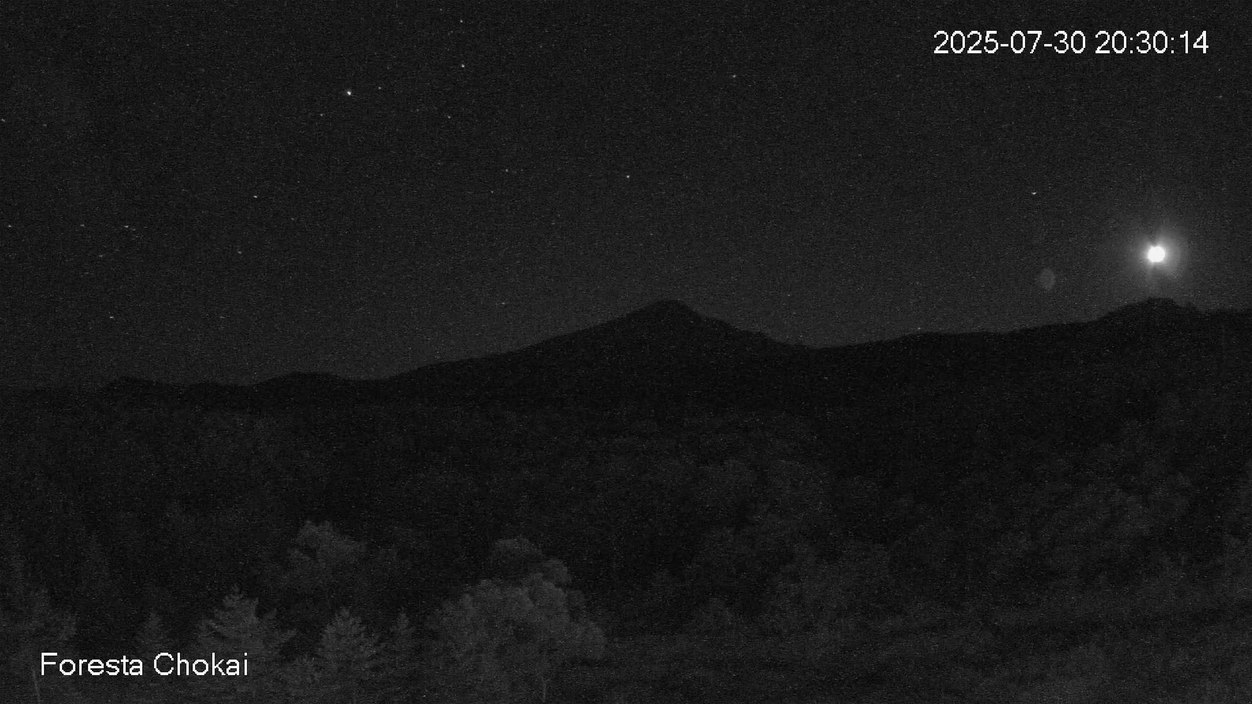 foresta1-20250730203014.jpg