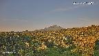 foresta1-20250731052015.jpg