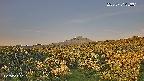 foresta1-20250731053015.jpg