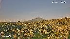 foresta1-20250731054015.jpg