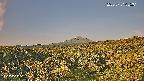 foresta1-20250731055015.jpg