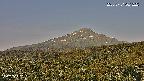 foresta1-20250731061223.jpg