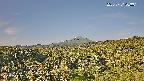 foresta1-20250731063015.jpg