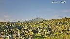 foresta1-20250731064015.jpg