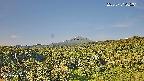 foresta1-20250731065015.jpg