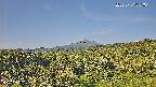 foresta1-20250731071015.jpg