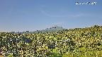 foresta1-20250731072015.jpg