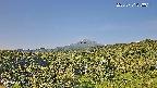 foresta1-20250731073015.jpg