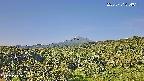 foresta1-20250731074015.jpg