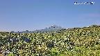 foresta1-20250731075015.jpg