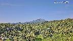 foresta1-20250731080015.jpg