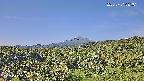 foresta1-20250731081015.jpg