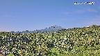 foresta1-20250731082015.jpg