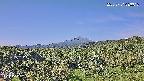 foresta1-20250731083016.jpg