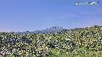 foresta1-20250731084016.jpg