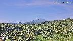 foresta1-20250731090016.jpg