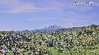 foresta1-20250731094015.jpg