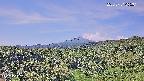 foresta1-20250731095015.jpg