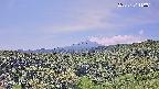 foresta1-20250731110015.jpg