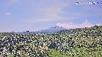 foresta1-20250731111016.jpg