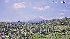 foresta1-20250731115015.jpg