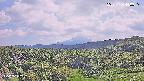 foresta1-20250731140015.jpg
