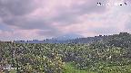 foresta1-20250731144015.jpg