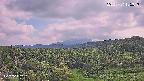 foresta1-20250731155016.jpg