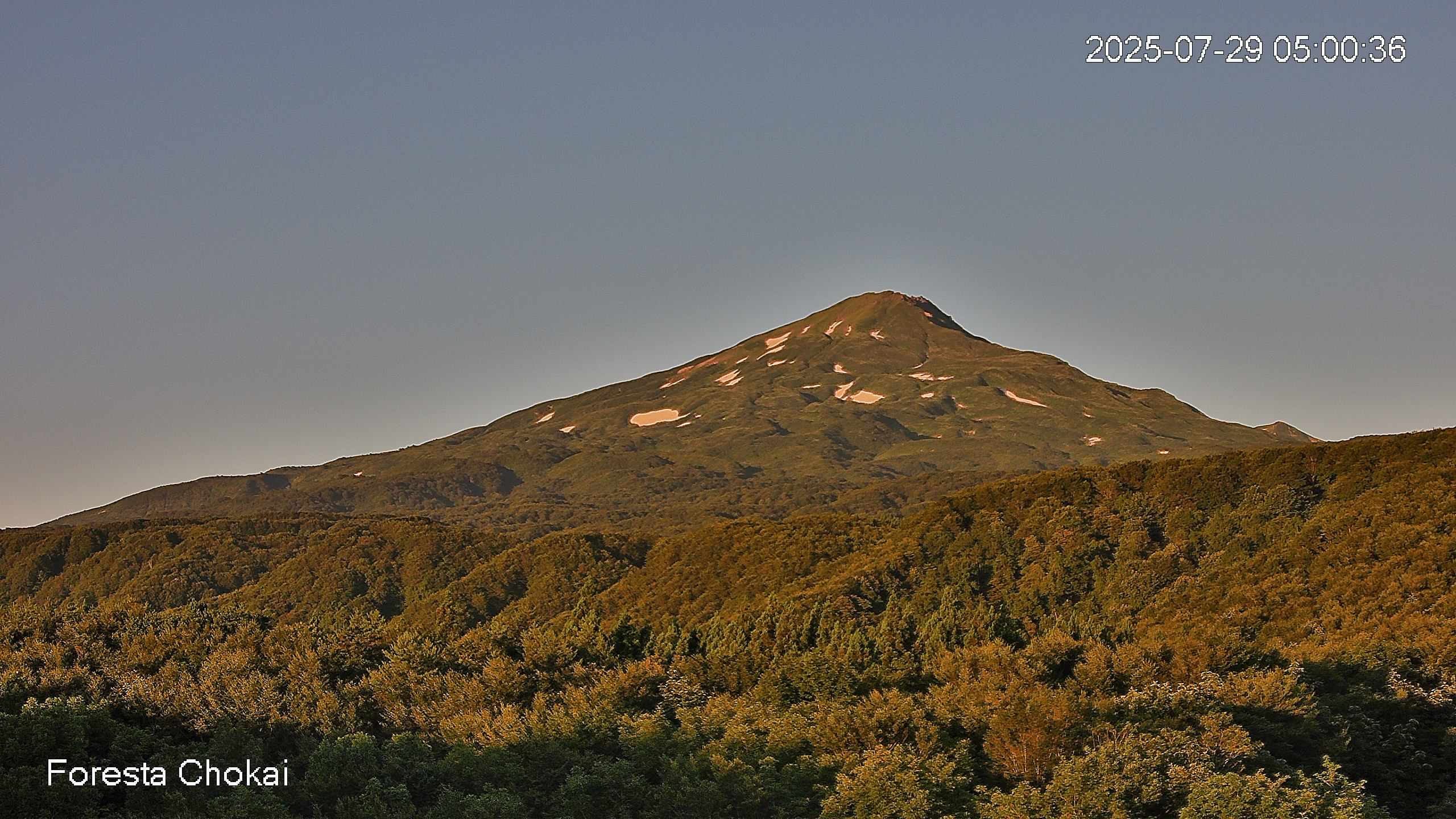 foresta2-20250729050037.jpg