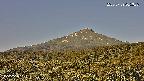 foresta2-20250729065037.jpg
