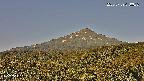 foresta2-20250729070037.jpg
