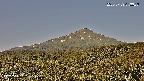 foresta2-20250729073037.jpg