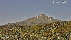 foresta2-20250729082035.jpg