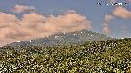foresta2-20250729093036.jpg