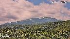 foresta2-20250729095036.jpg