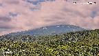 foresta2-20250729100037.jpg