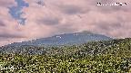 foresta2-20250729101036.jpg