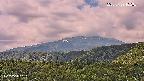 foresta2-20250729102035.jpg